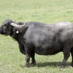 Quel animal produit la mozzarella ?