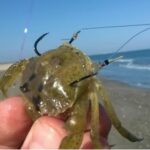 Quel appât pour pêcher le crabe ?