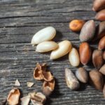 Quel arbre produit des pignons de pin ?