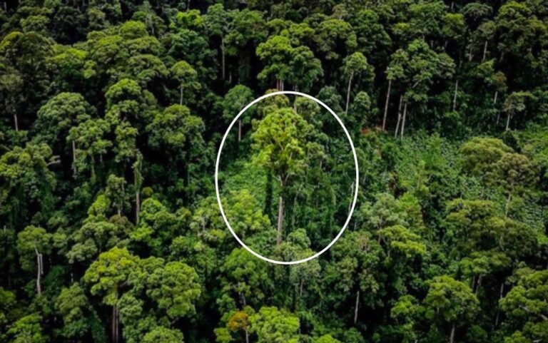 Quel arbre tropical ?