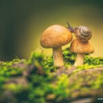 Quel champignon au mois de janvier ?