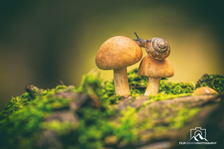 Quel champignon au mois de janvier ? Quel champignon au mois de janvier ?