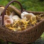 Quel champignon contre le cancer ?