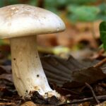 Quel champignon en ce moment ?