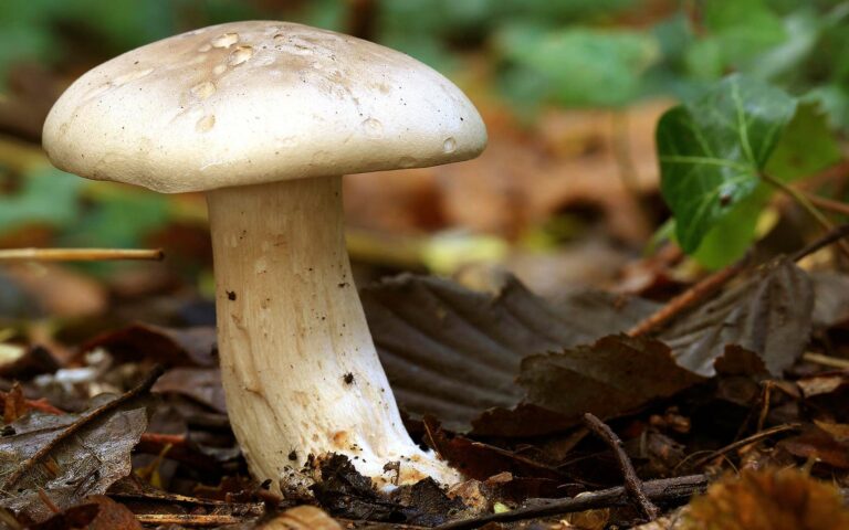 Quel champignon en ce moment ?