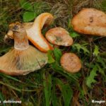 Quel champignon en décembre ?