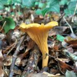 Quel champignon pousse au pied des pins ?