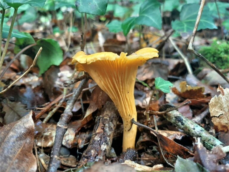 Quel champignon pousse au pied des pins ?