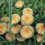 Quel champignon poussé dans la pelouse ?