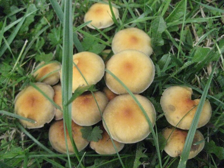 Quel champignon poussé dans la pelouse ? Quel champignon poussé dans la pelouse ?