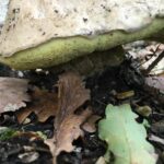 Quel champignon poussé dans le jardin ?