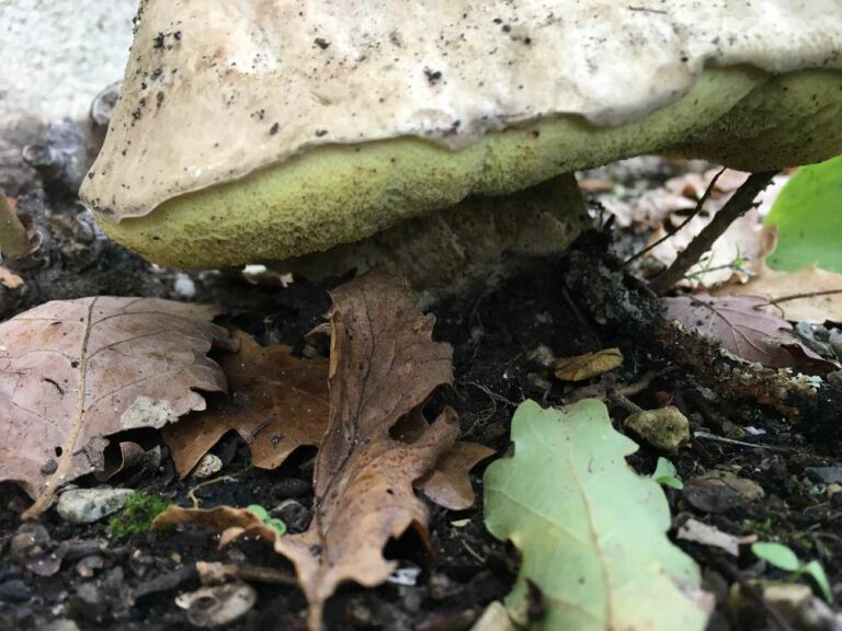 Quel champignon poussé dans le jardin ?