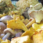 Quel champignon pousse en ce moment ?