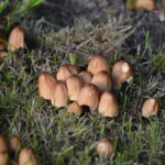 Quel champignon pousse en janvier ?