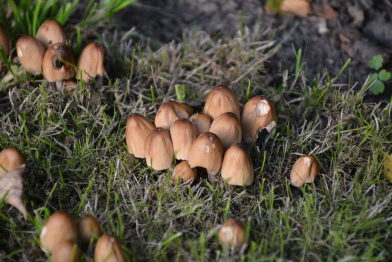 Quel champignon pousse en janvier ?