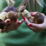 Quel champignon ramasser en hiver ?