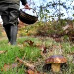 Quel champignon ramasser en septembre ?