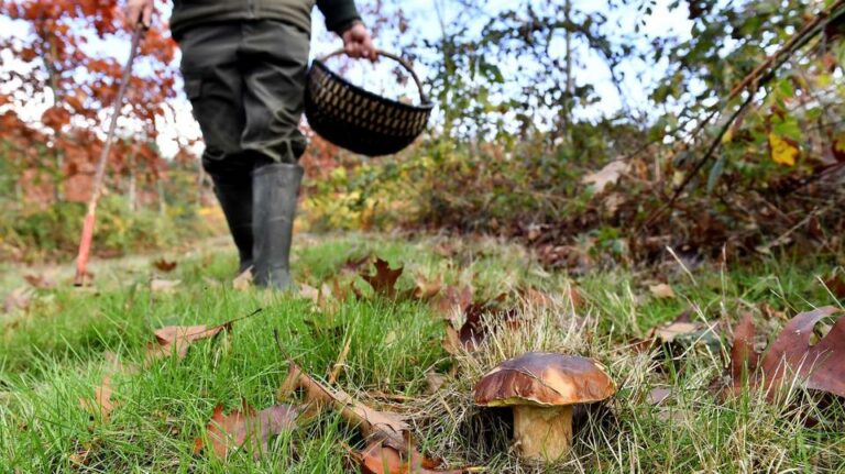 Quel champignon ramasser en septembre ?