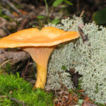 Quel champignon ressemble à la chanterelle ?