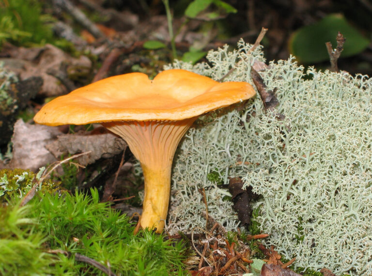 Quel champignon ressemble à la chanterelle ? Quel champignon ressemble à la chanterelle ?