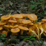 Quel champignon ressemble à la girolle ?