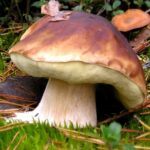 Quel champignon ressemble au cèpe ?