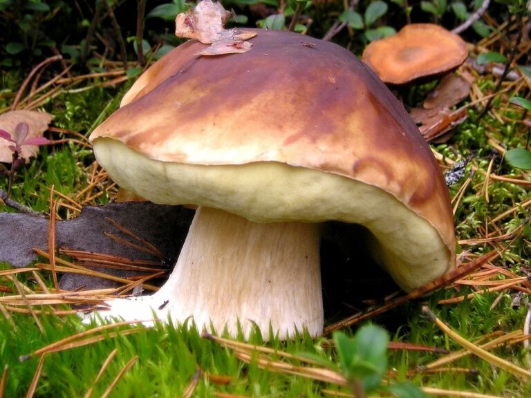 Quel champignon ressemble au cèpe ? Quel champignon ressemble au cèpe ?