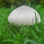 Quel champignon ressemble au rosé-des-prés ?