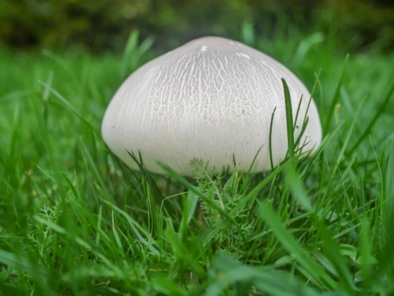 Quel champignon ressemble au rosé-des-prés ? Quel champignon ressemble au rosé-des-prés ?