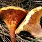 Quel champignon ressemble aux girolles ?