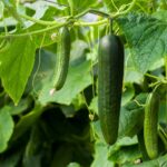 Quel concombre potager ?