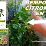 Quel emplacement pour un citronnier ?