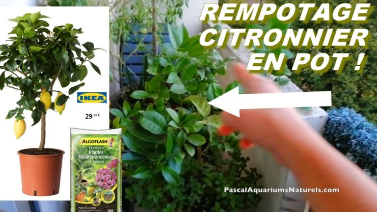Quel emplacement pour un citronnier ?