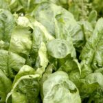 Quel engrais pour l épinard ?