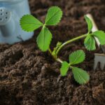 Quel engrais pour le brocoli ?