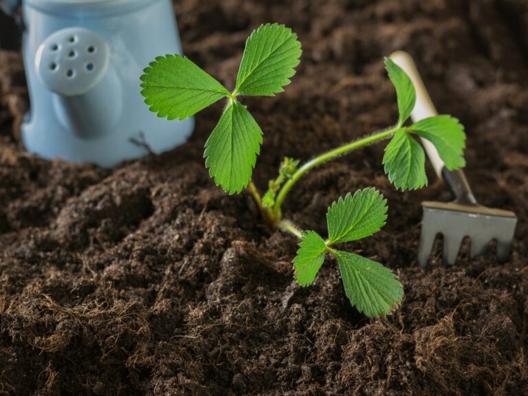 Quel engrais pour le brocoli ?
