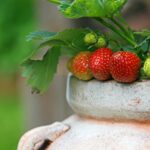 Quel engrais pour les endives ?