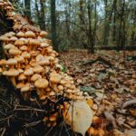 Quel est ce champignon application gratuite ?