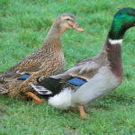 Quel est la femelle du canard ?