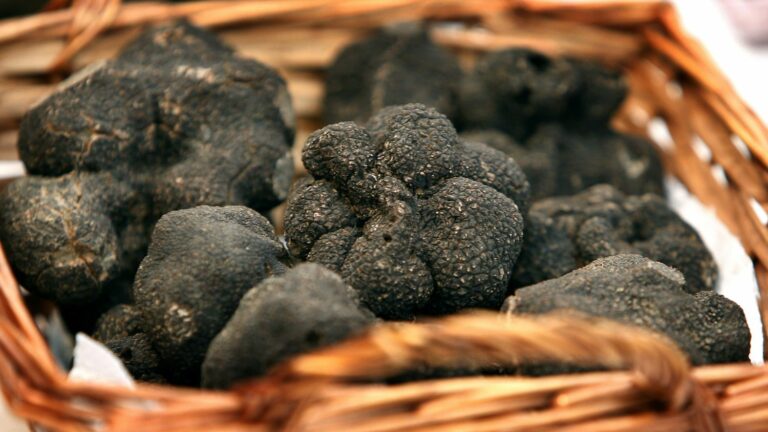 Quel est la truffe la plus rare ?