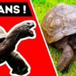 Quel est l'animal le plus vieux du monde ?