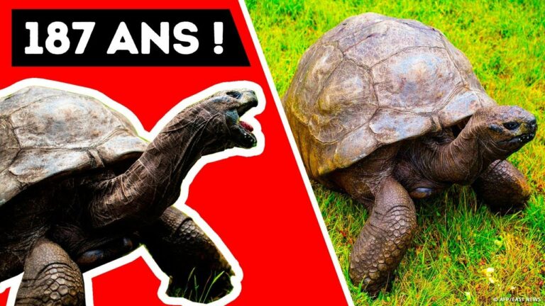 Quel est l’animal le plus vieux du monde ? Quel est l'animal le plus vieux du monde ?
