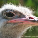 Quel est l'animal qui pond les plus gros yeux ?