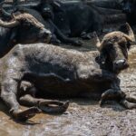 Quel est l'animal qui produit la mozzarella ?