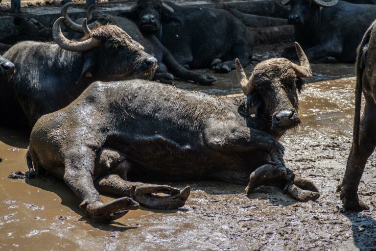 Quel est l'animal qui produit la mozzarella ?