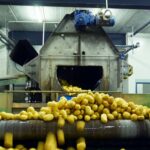 Quel est l'atout de la pomme de terre Princesse Amandine ?