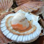 Quel est l'autre nom de la coquille Saint-jacques ?