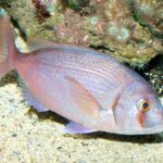 Quel est l'autre nom de la dorade ?