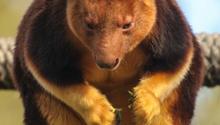 Quel est l’autre nom de la julienne ? Quel est l'autre nom de la julienne ?