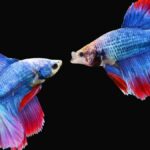 Quel est l'autre nom du poisson l'aiglefin ?